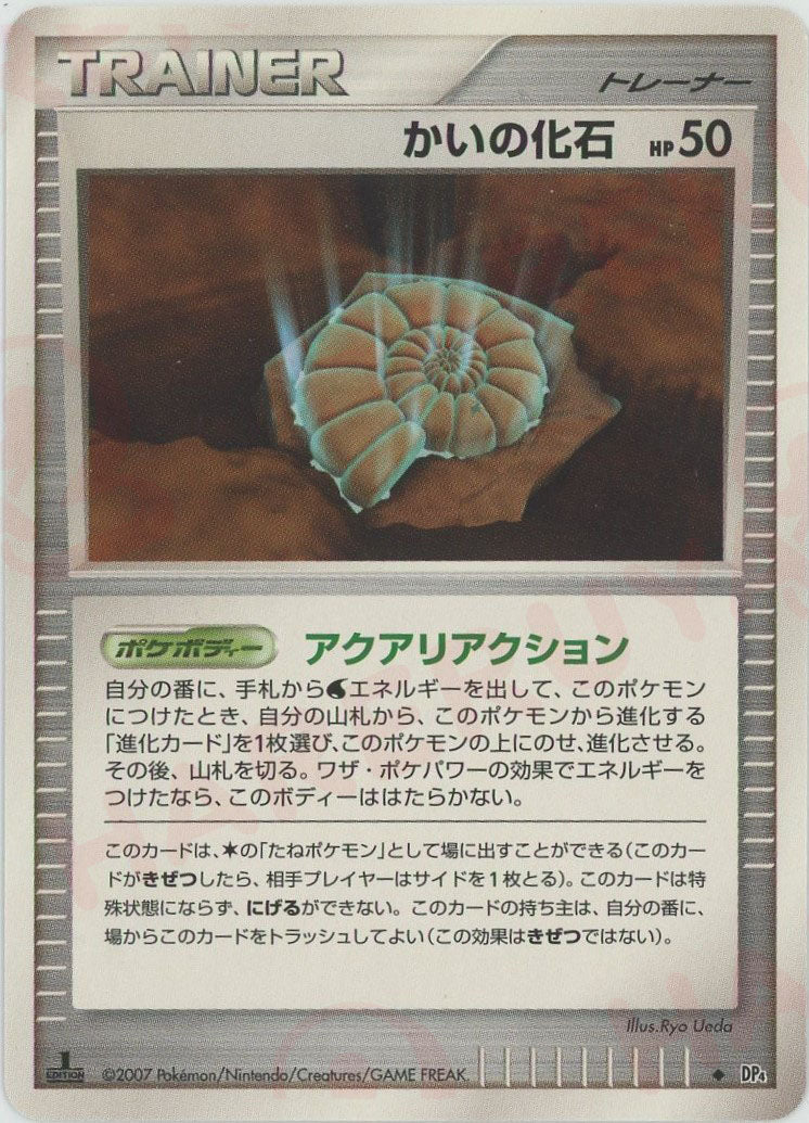 かいの化石