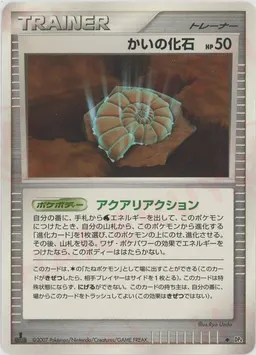 かいの化石